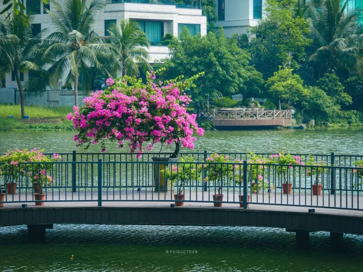 Chậu hoa giấy bonsai nở rộ bên lan can cầu ven hồ tại Ecopark